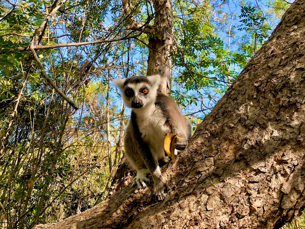 Madagaskar1